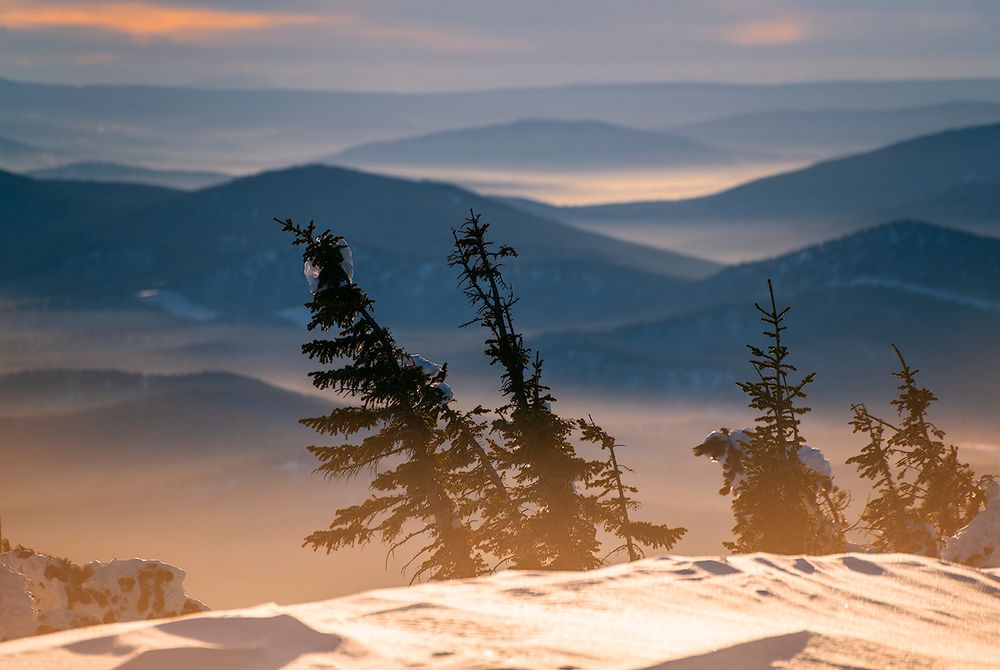 Про Сибирский биколор