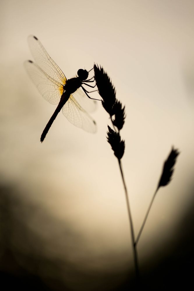 The silhouette says a lot with very little information.