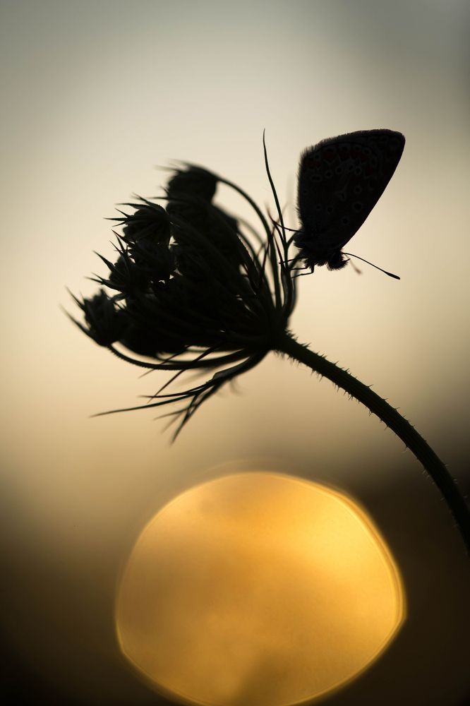 The silhouette says a lot with very little information.