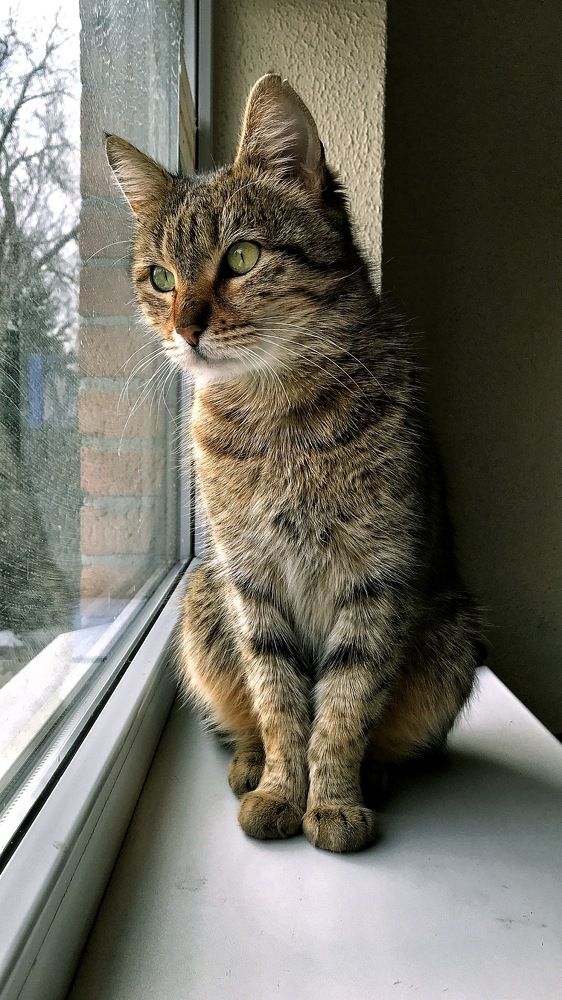 Кошка у окна