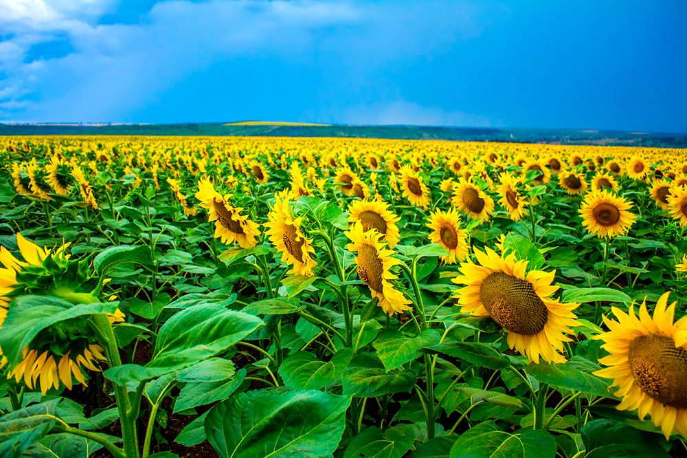 Подсолнухи