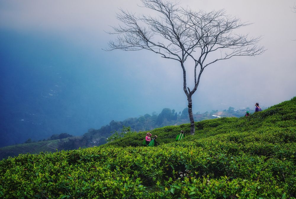 There is something in the nature of tea that leads us into a world of quite contemplation of life.