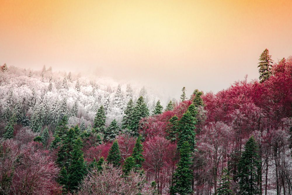 The forest like a huge basket of roses...