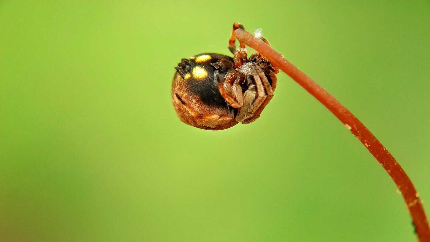 Hanging