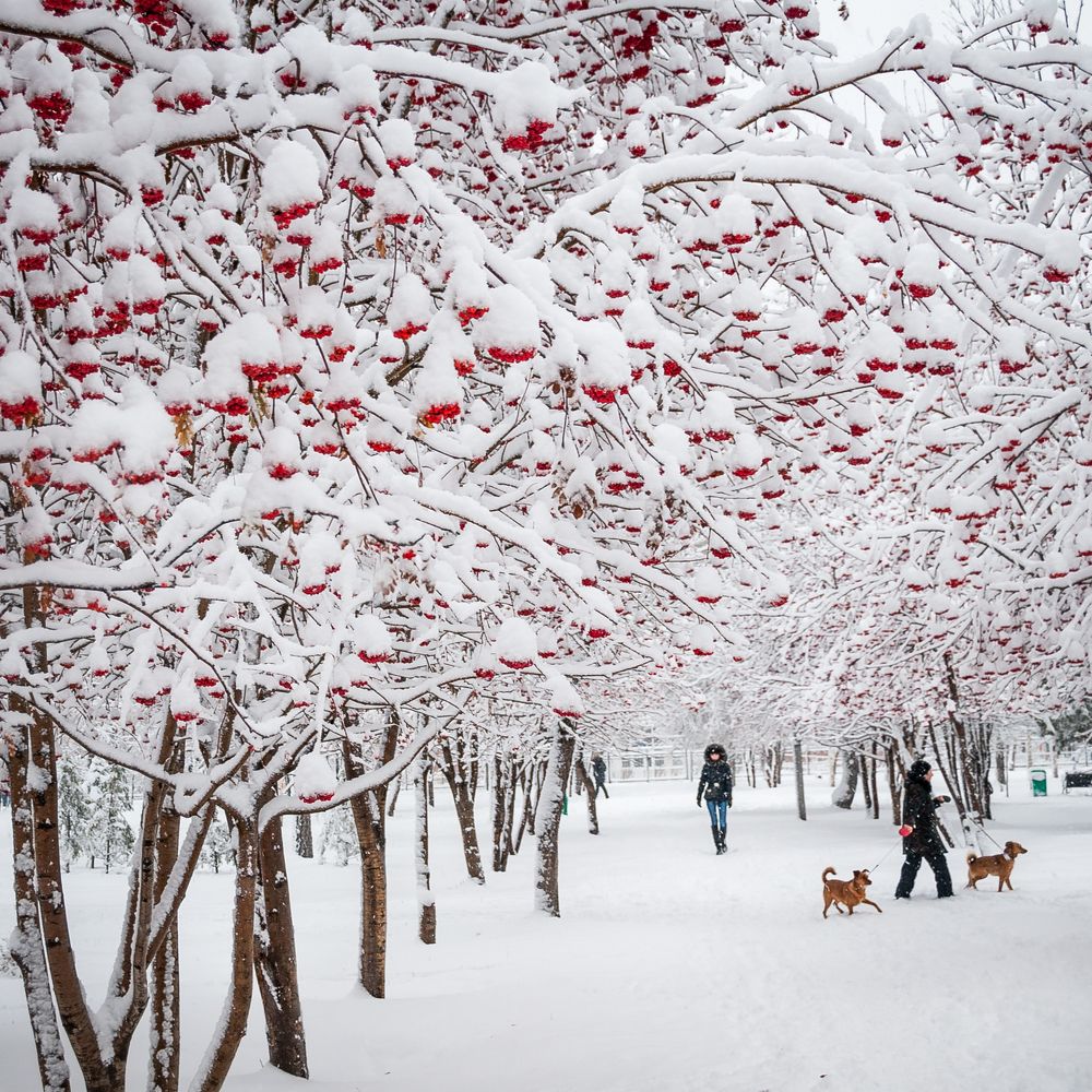 Рябина красная