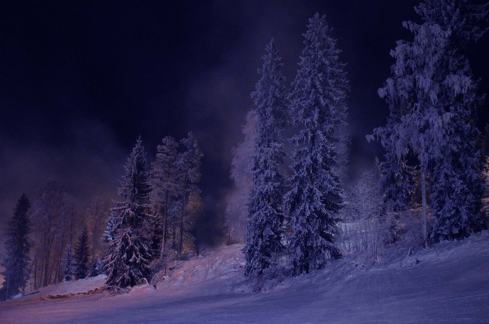 Ночь. Таинственный лес.