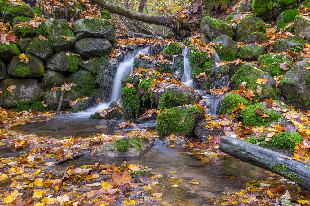 Лесной ручей