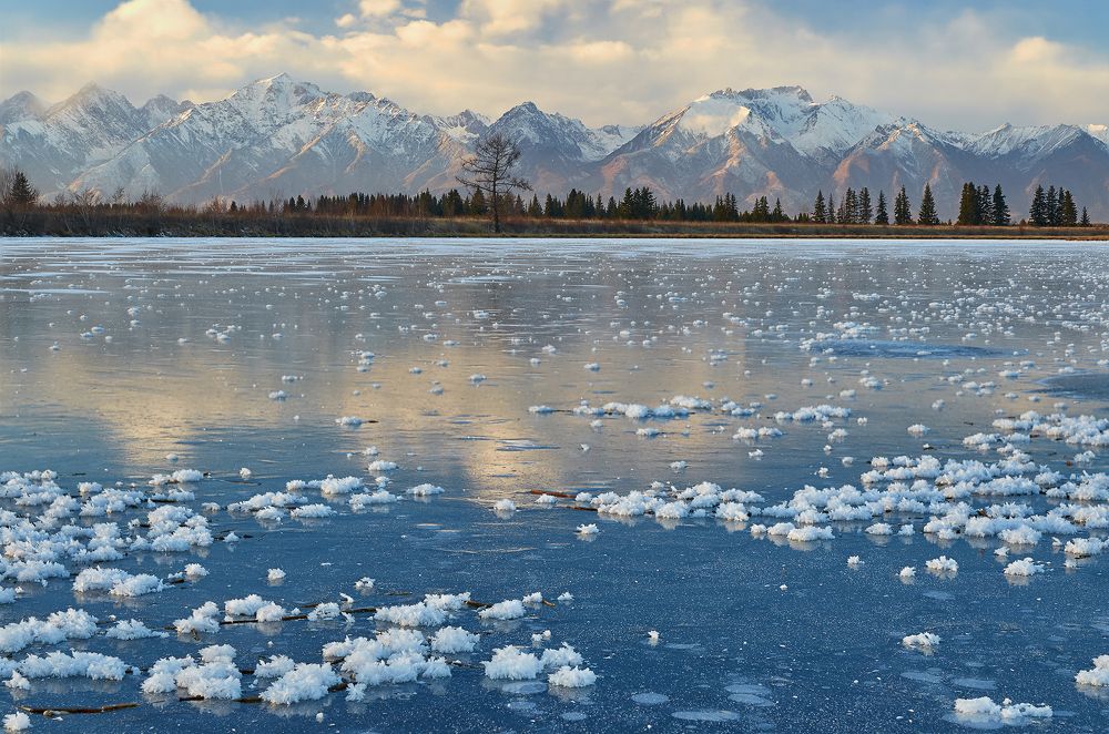 Снежные цветы