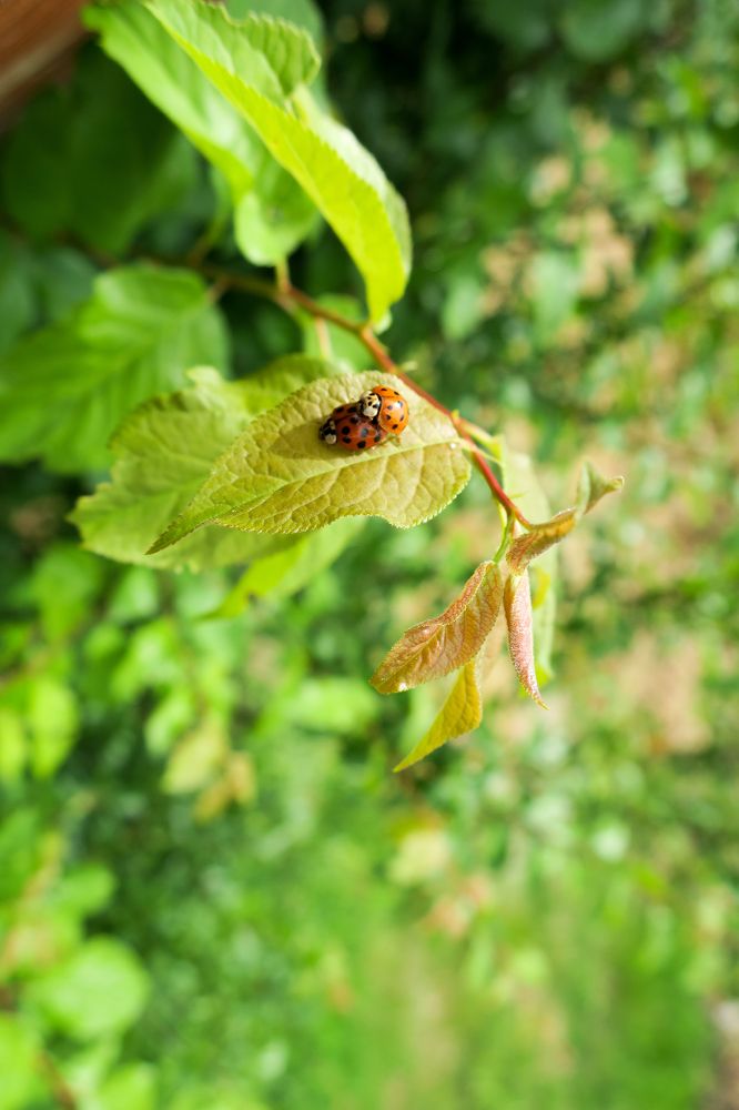 Ladybird