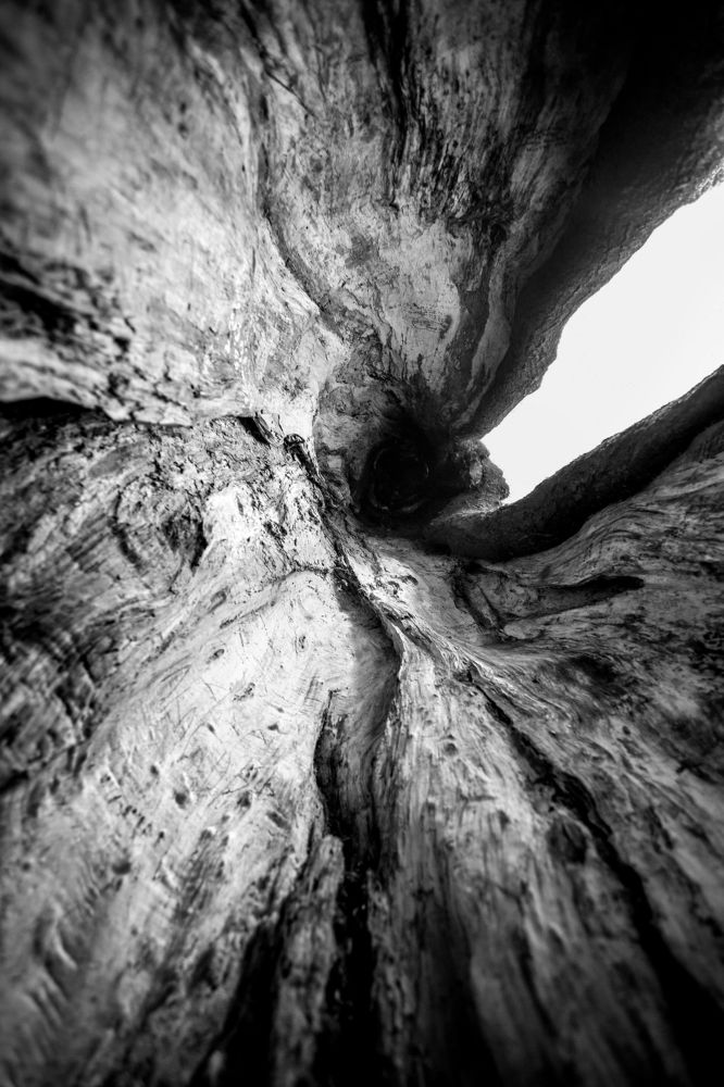 Зри в корень