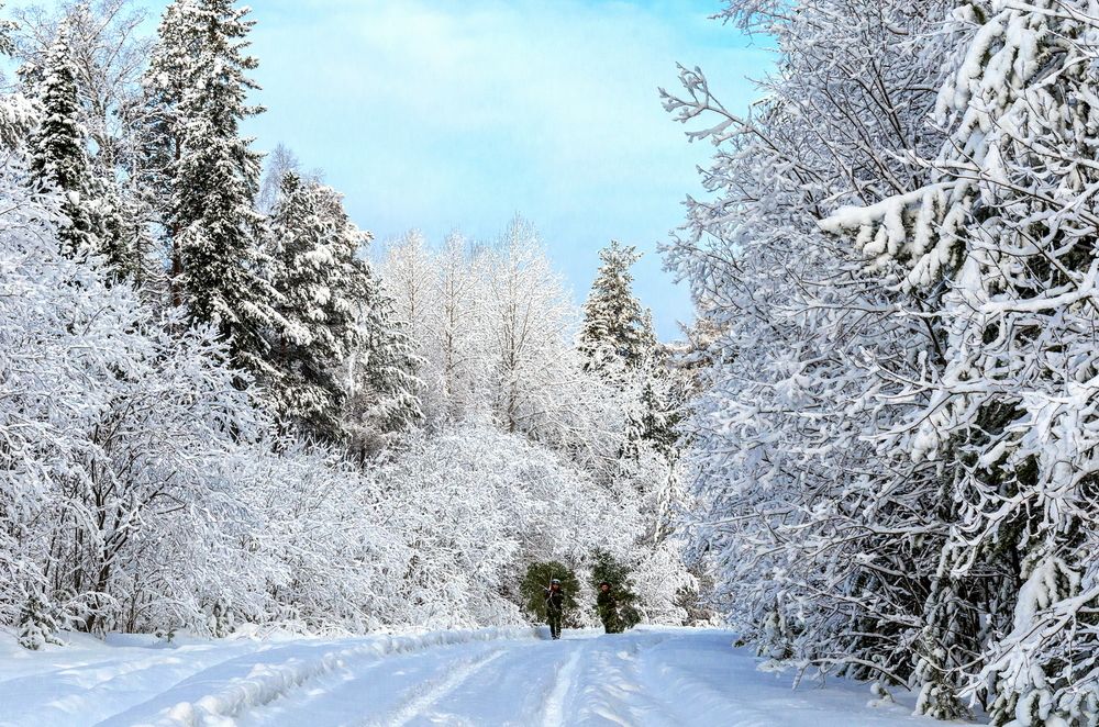 Срубил он нашу елочку...