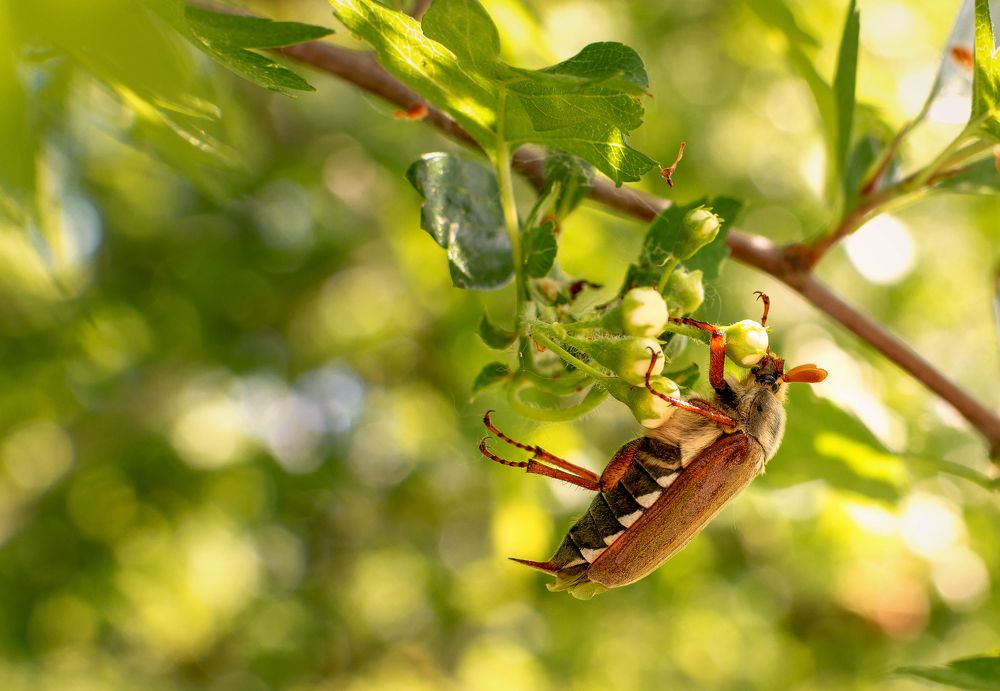 Сладкие сны майского жука