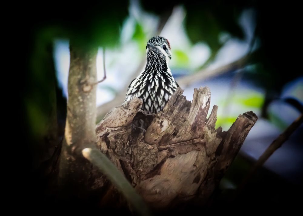 The Woodpecker