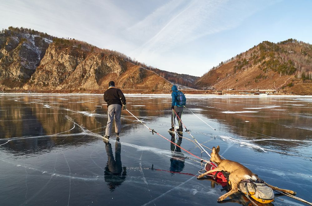 Спасение косули