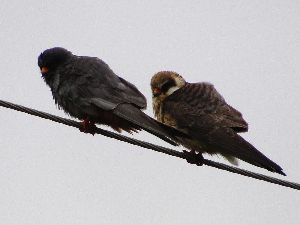 Кобчик. Пара.