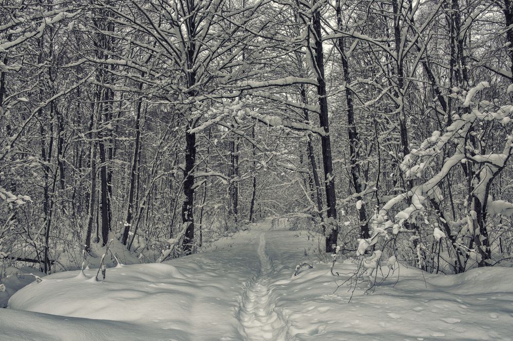 Winter road in the forest