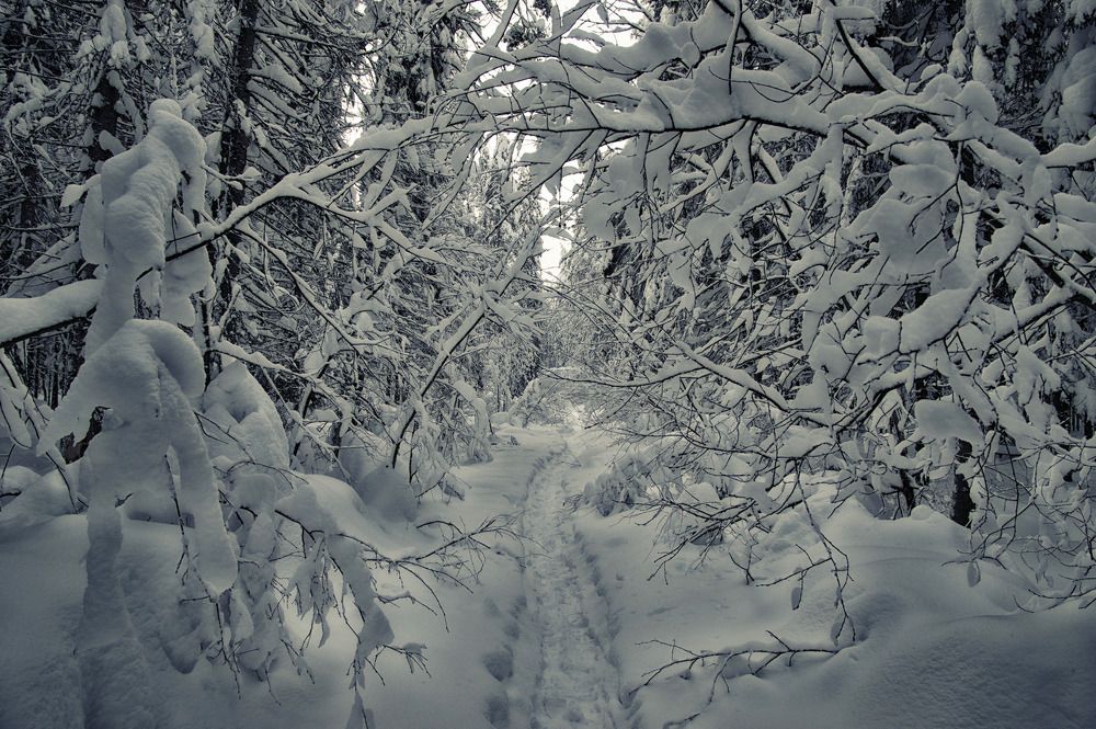 in a snowy forest