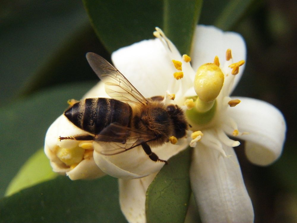 Abejita