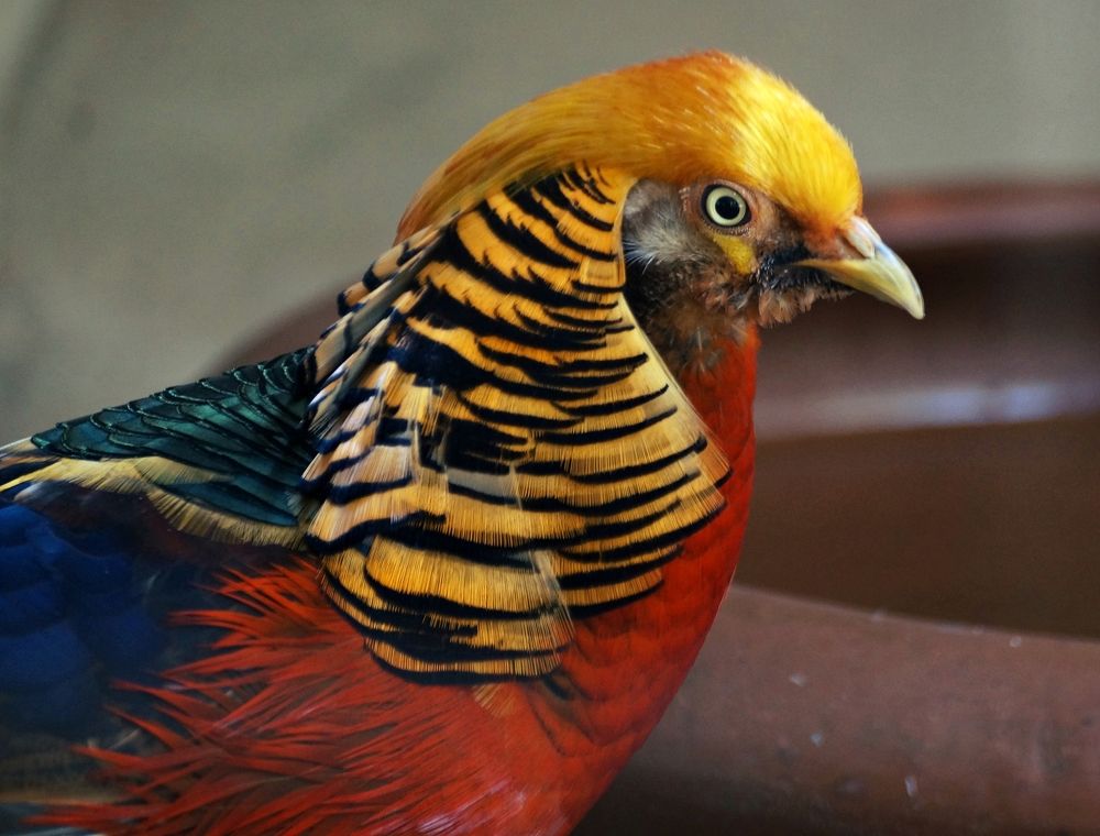 The Golden Pheasant