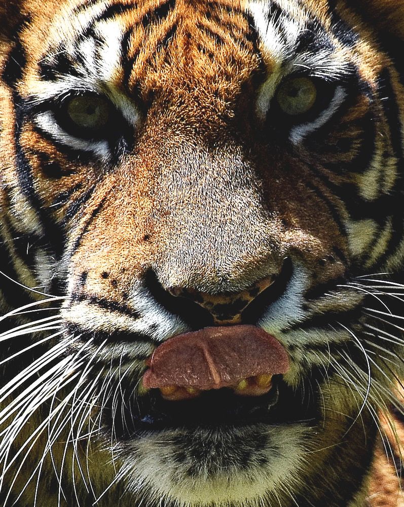 Photograph by Tessa Naomi