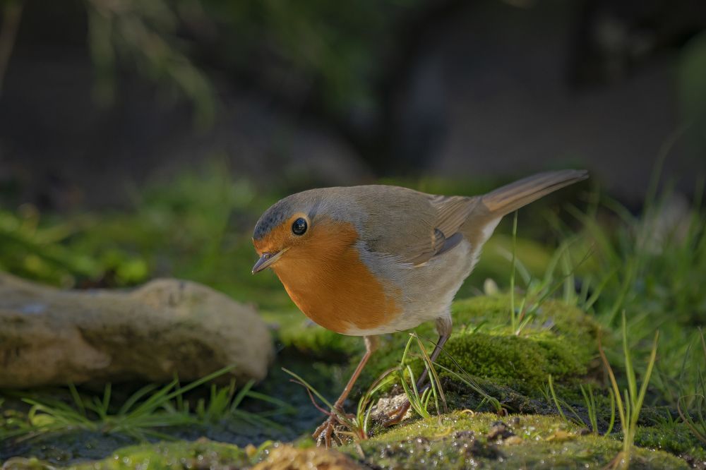 Semplicemente Pettirosso