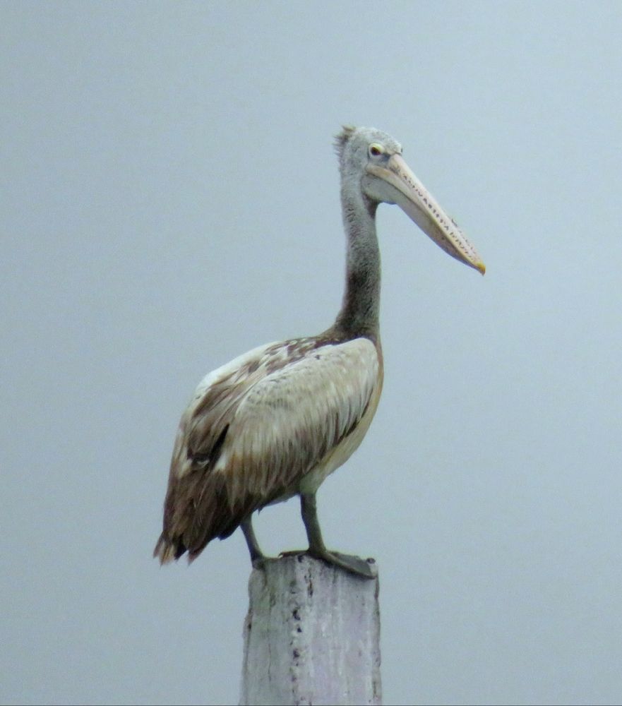 Photograph by Ranjan kumar Patra