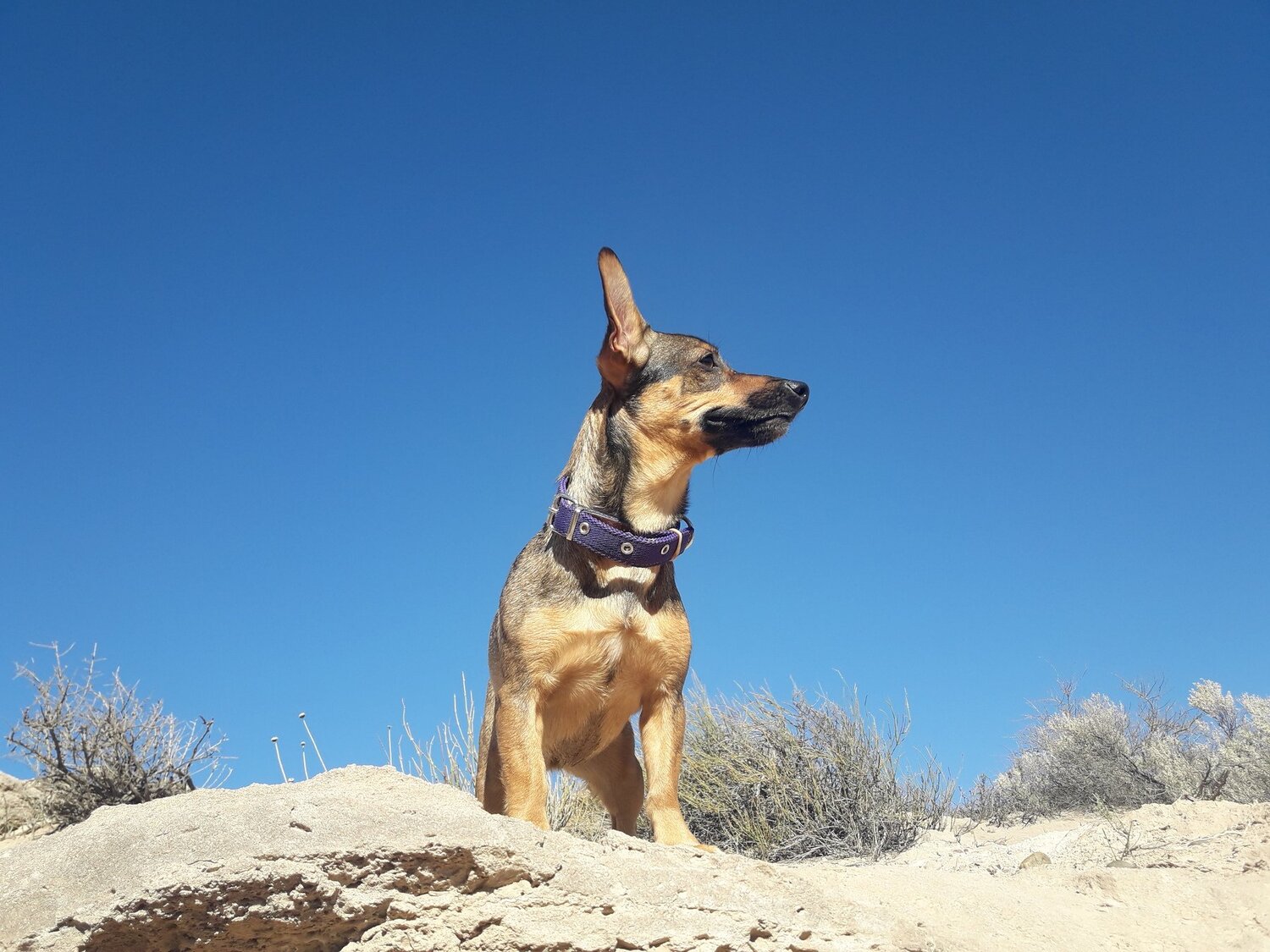 Ella