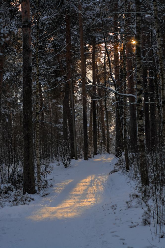 Утро в сосновом бору