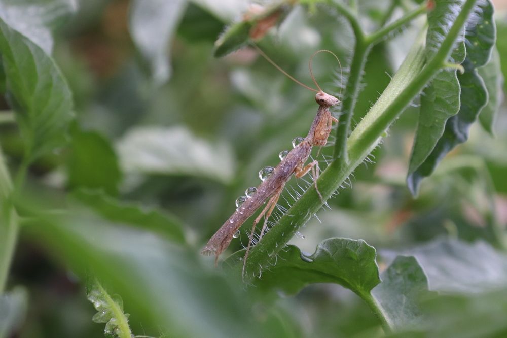 Small praying mantis with droplet