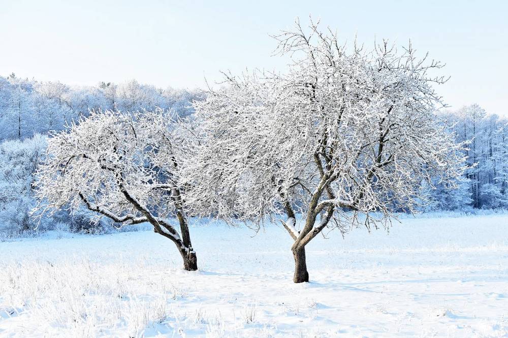 Зимняя сакура