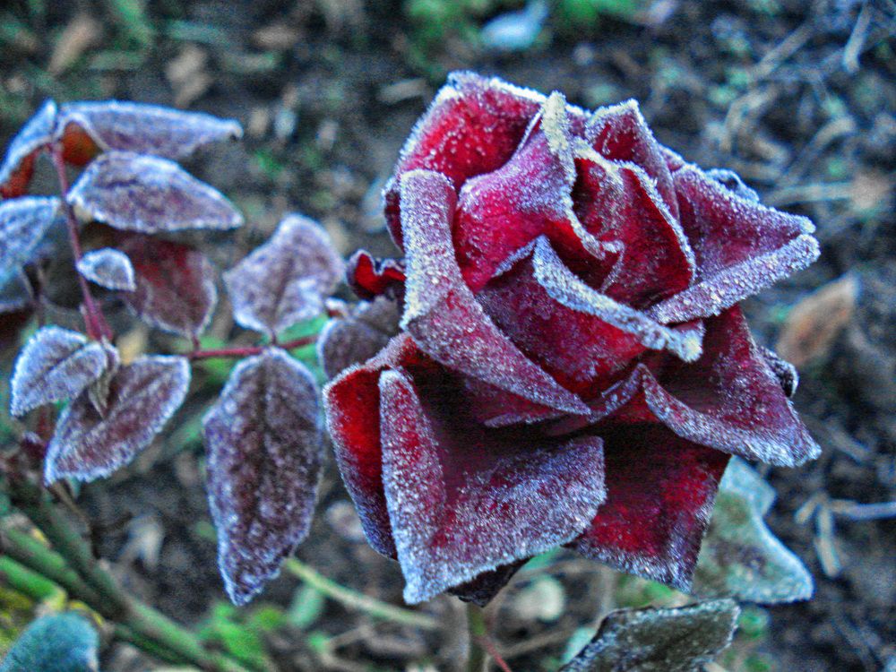 Роза ранней зимой