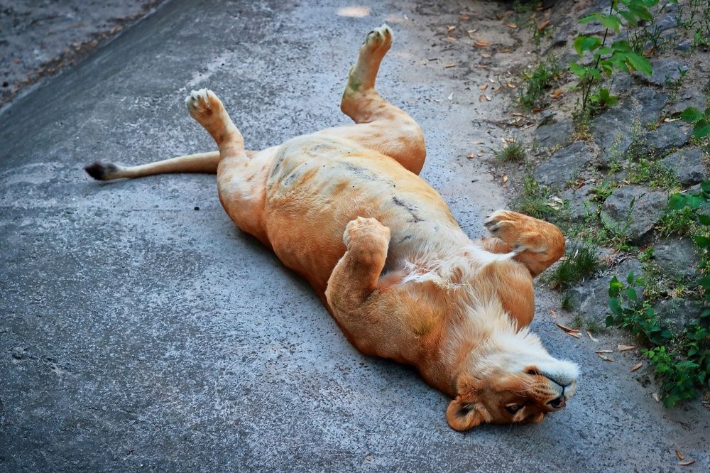 Кошечка