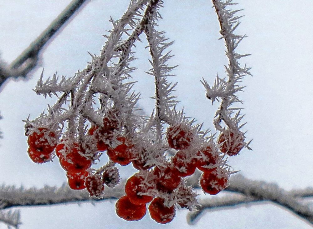 Зимняя рябина