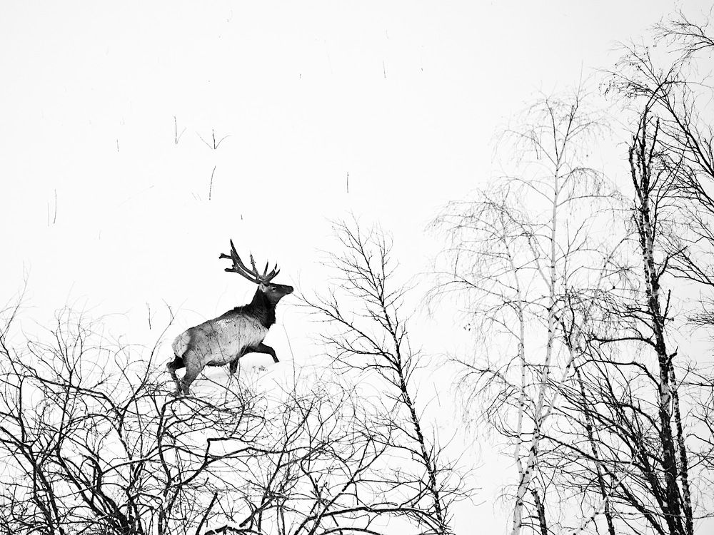 белый пейзаж