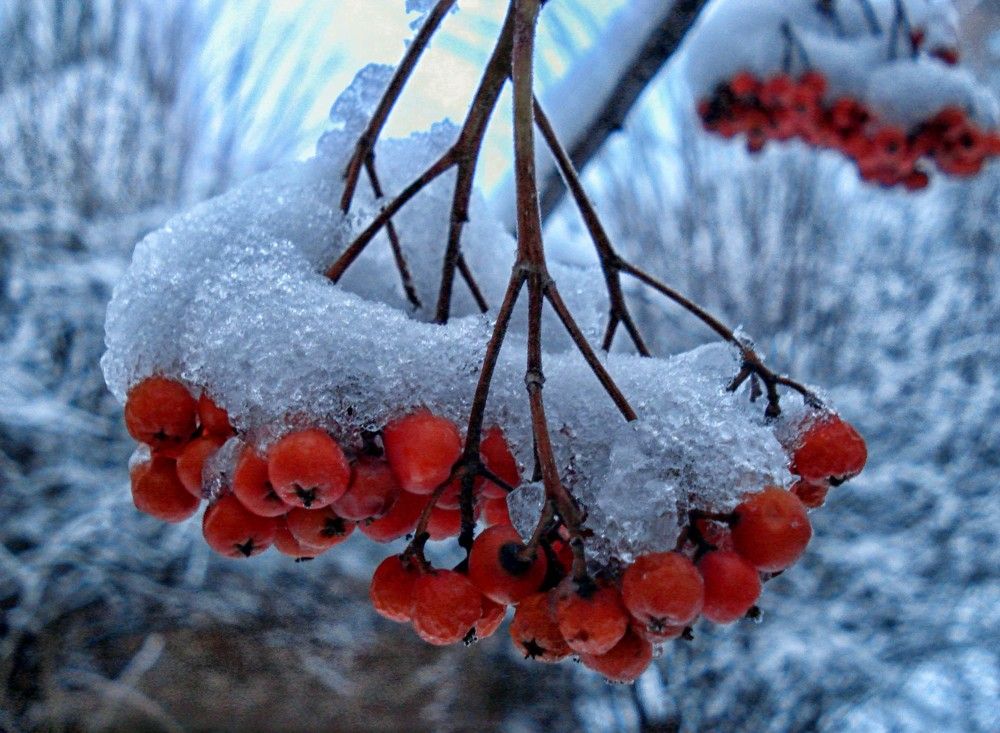 Зимняя рябина