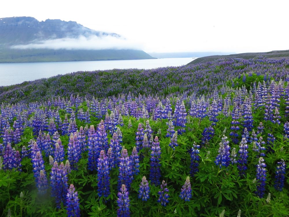 All Is Blue: Lupins
