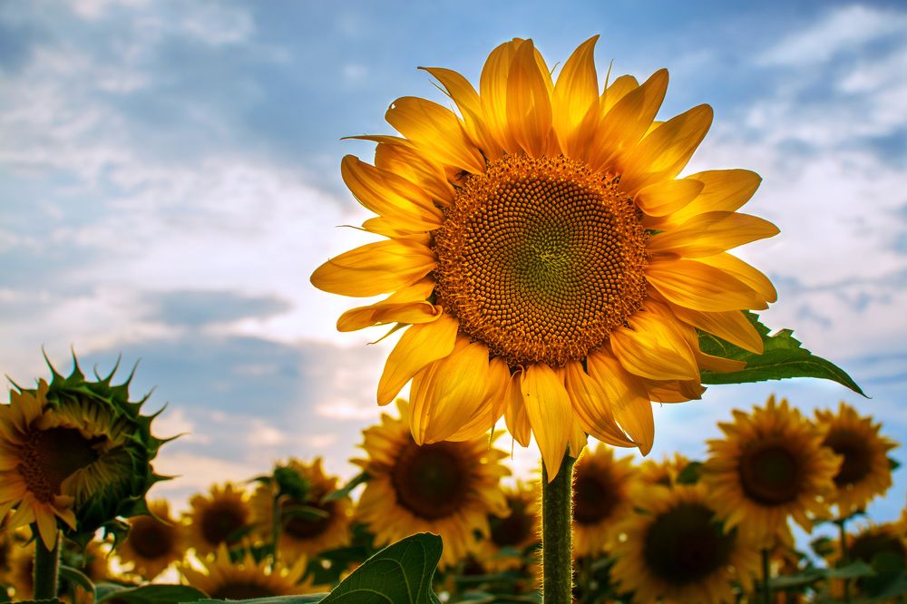 A sunflower in sunflowers field