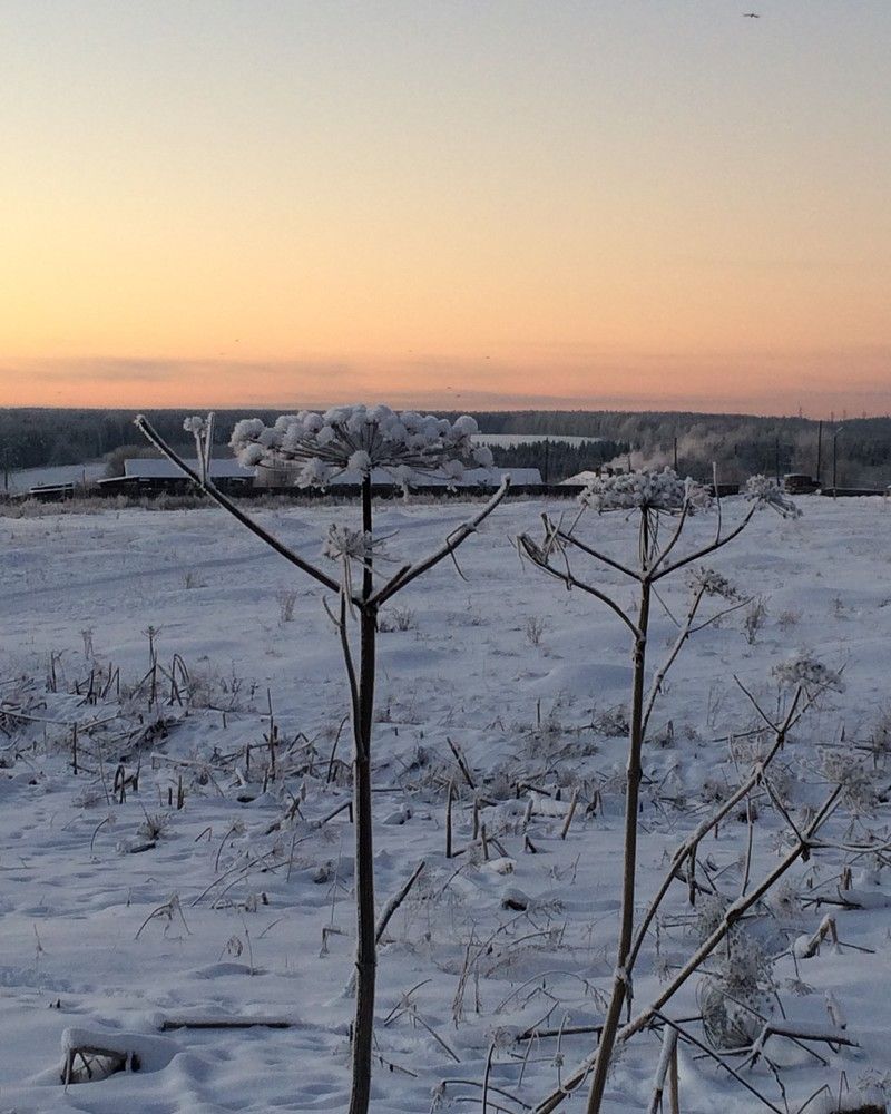 зимние стражи