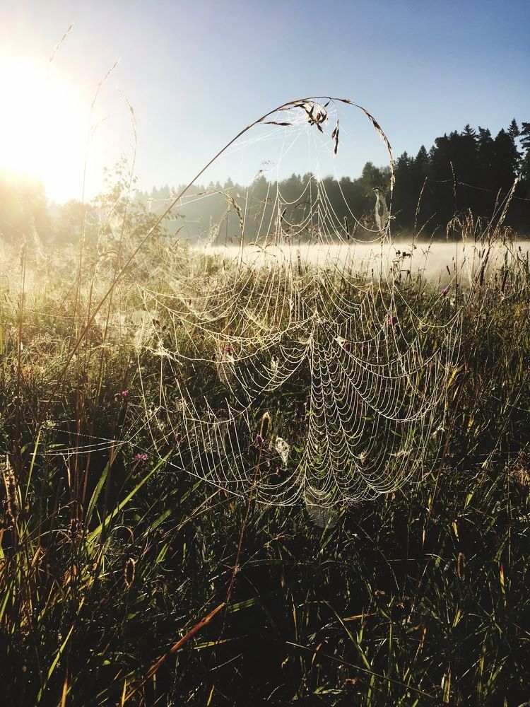 Awakening of nature