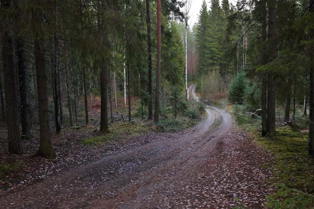 Лесная дорога.