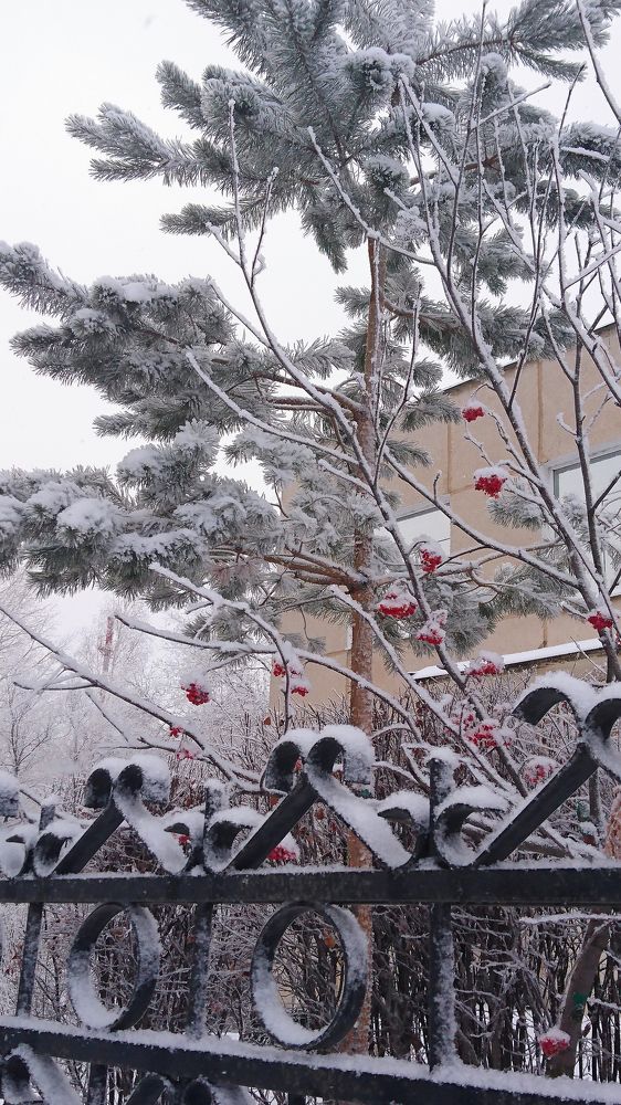 Зимняя рябина