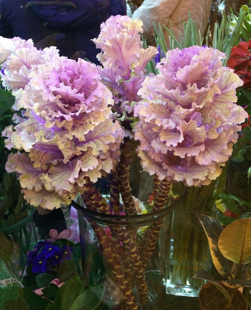 какие-то цветы)