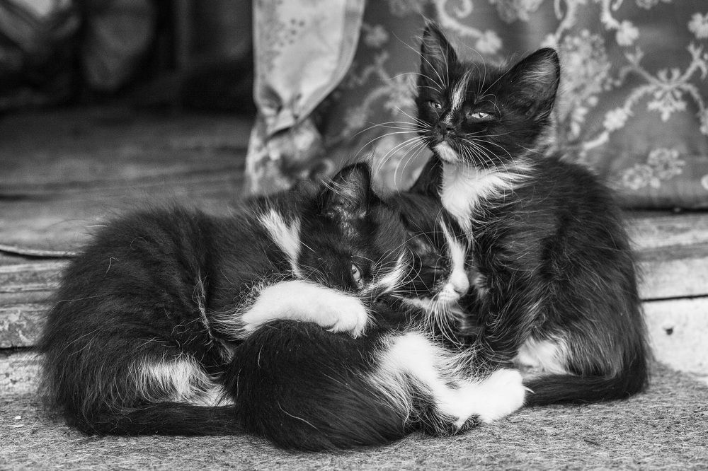 three little kittens