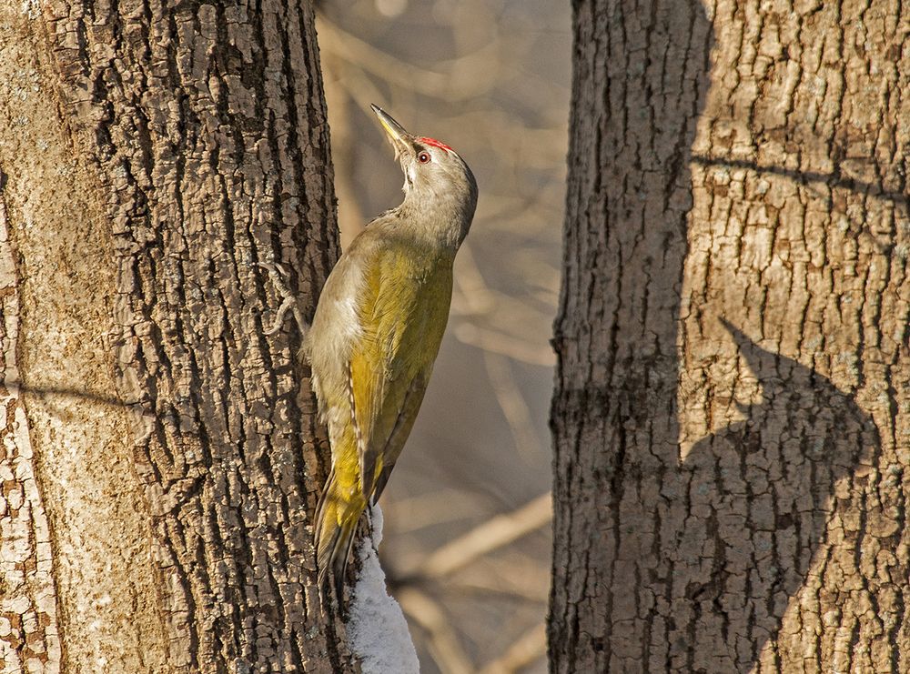 Седой или седоголовый дятел(самец)