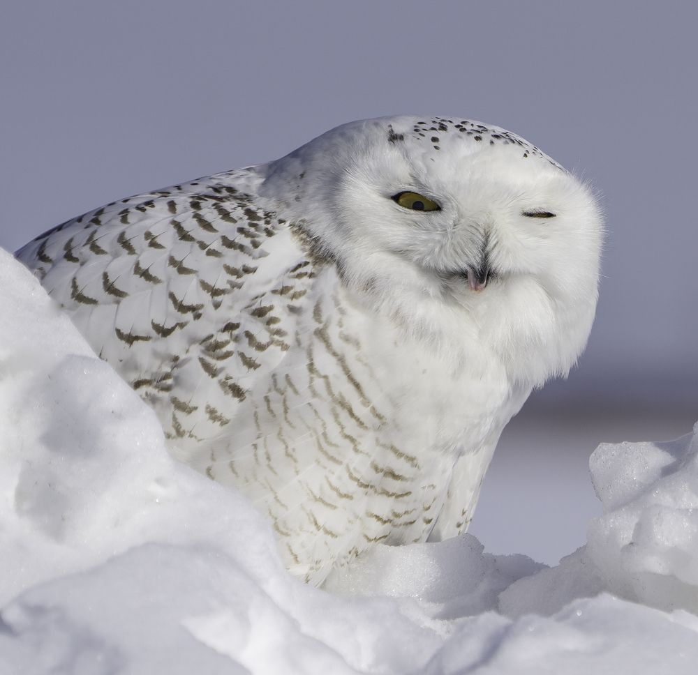 Snowy owl
