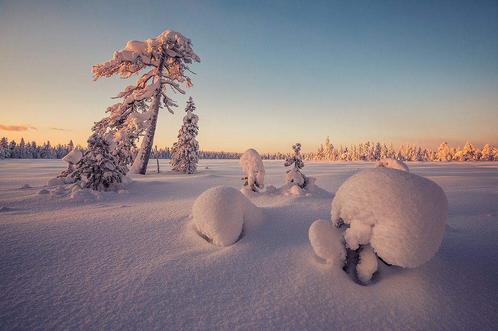 Старая сосна