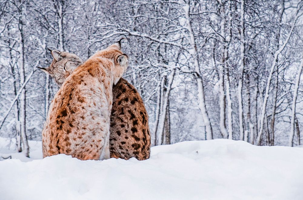 Even the wildest need friendship