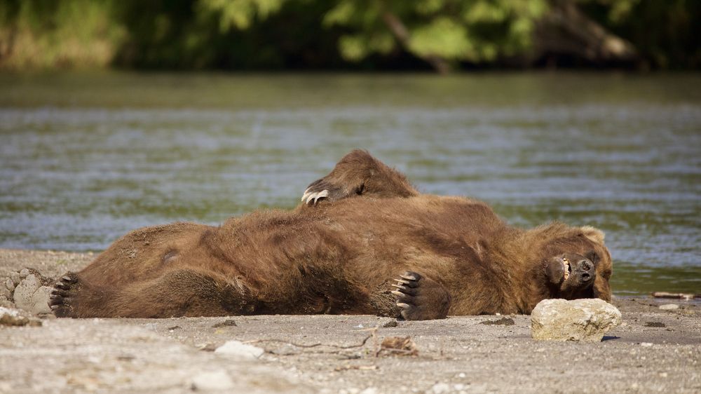 Рыбалка - дело утомительное
