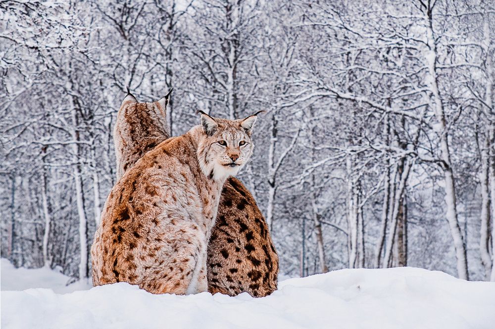 Even the wildest need friendship