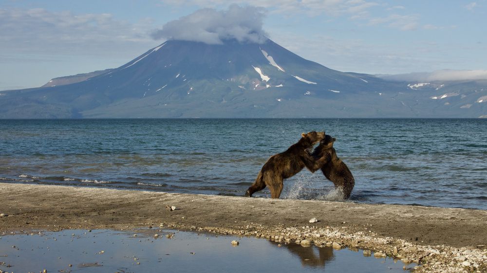 Медвежий бой